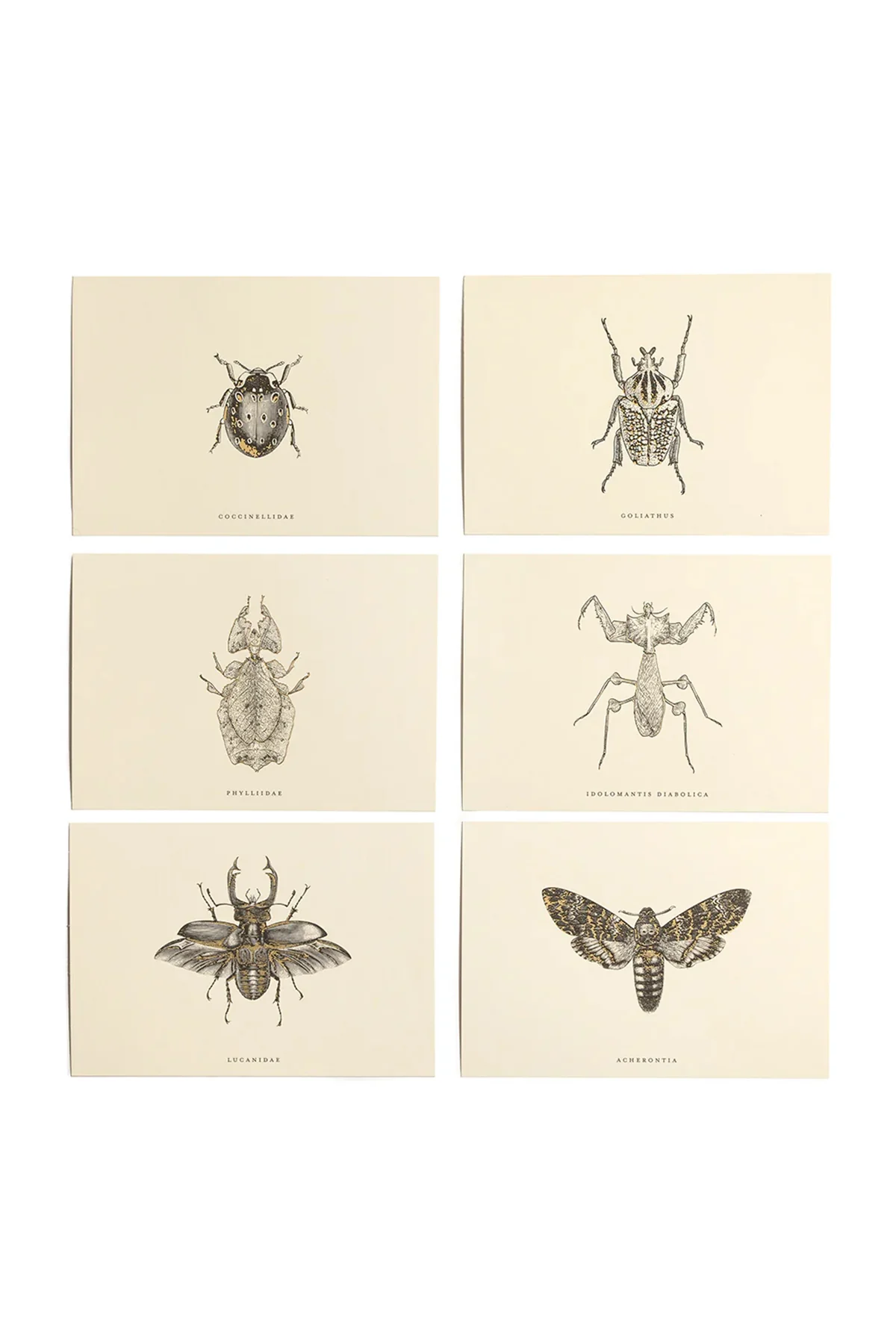 HERETIC | ENTOMOLOGIST CORRESPONDENCE SET - Image 4