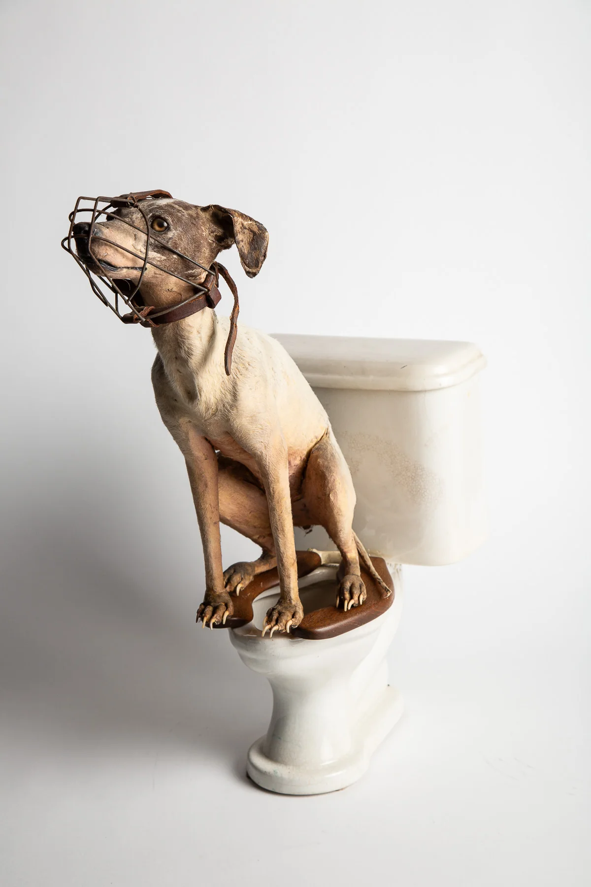 THOS MADDOCKS SONS CO | DOG ON SALESMAN SAMPLE TOILET - Image 2