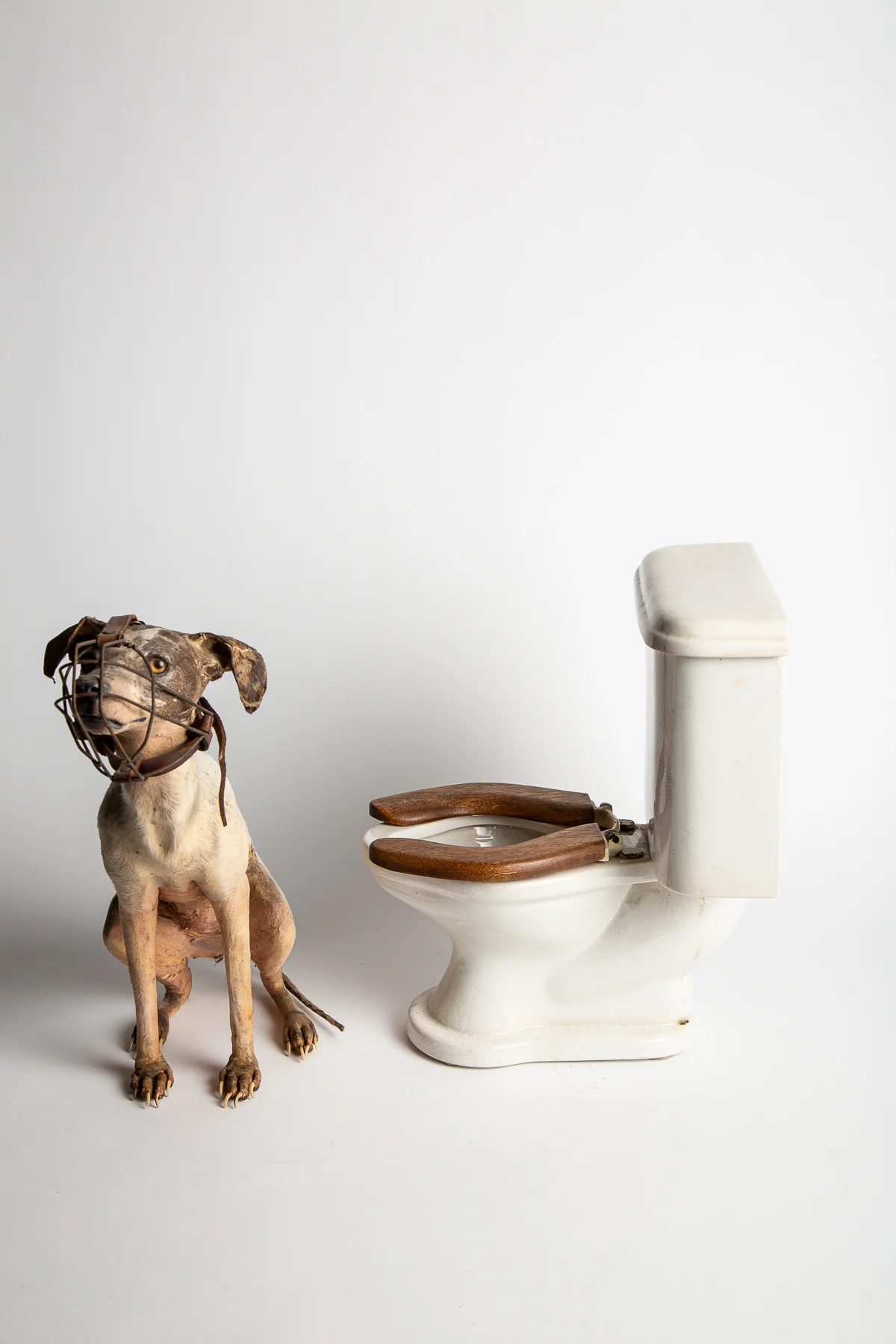 THOS MADDOCKS SONS CO | DOG ON SALESMAN SAMPLE TOILET - Image 3