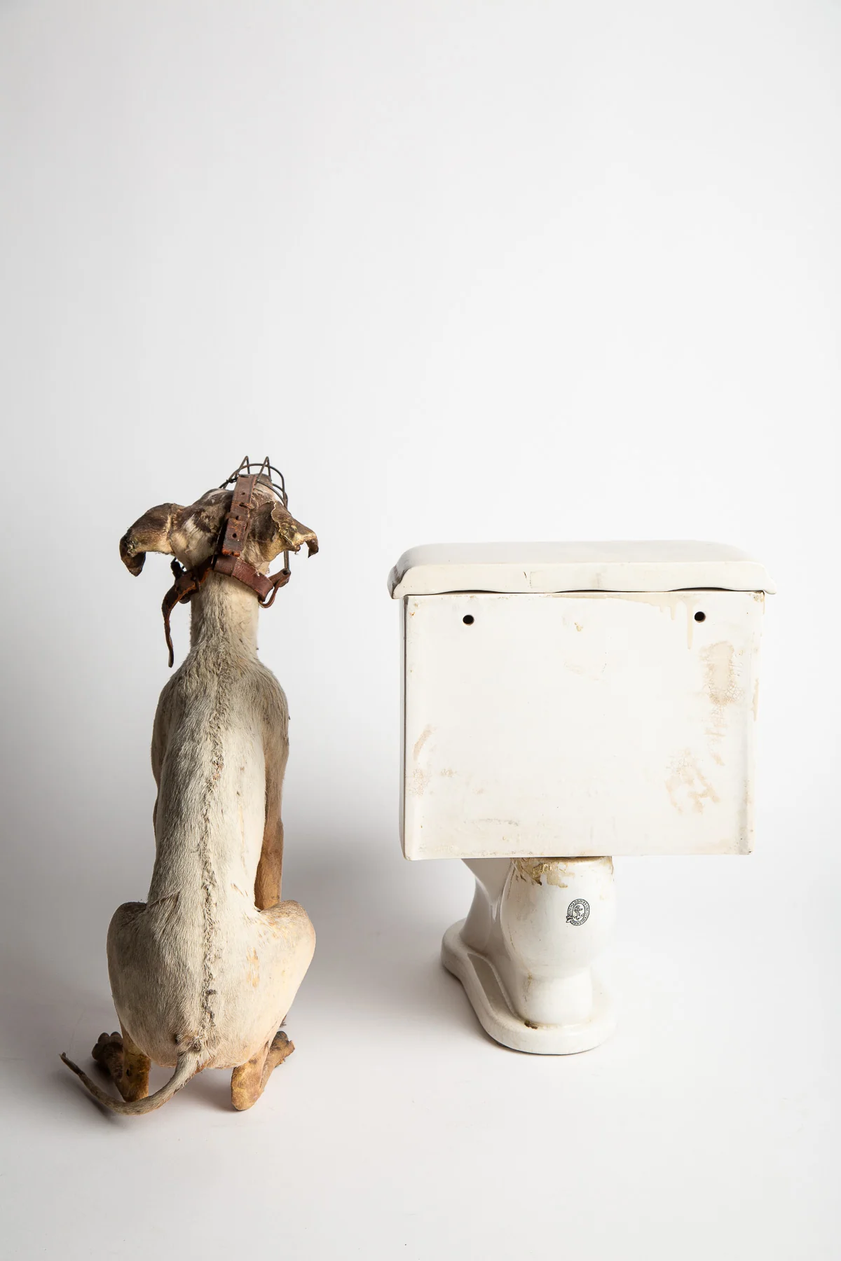 THOS MADDOCKS SONS CO | DOG ON SALESMAN SAMPLE TOILET - Image 4