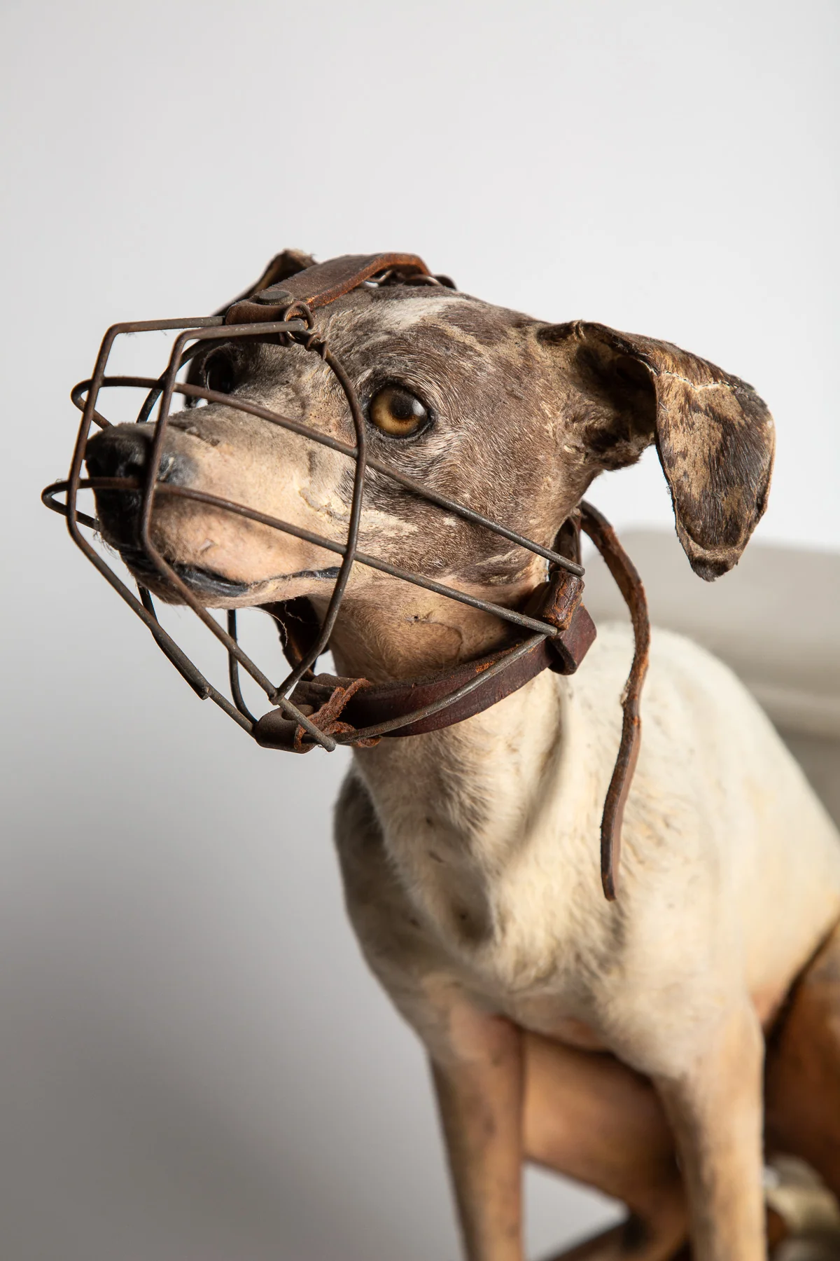 THOS MADDOCKS SONS CO | DOG ON SALESMAN SAMPLE TOILET - Image 6