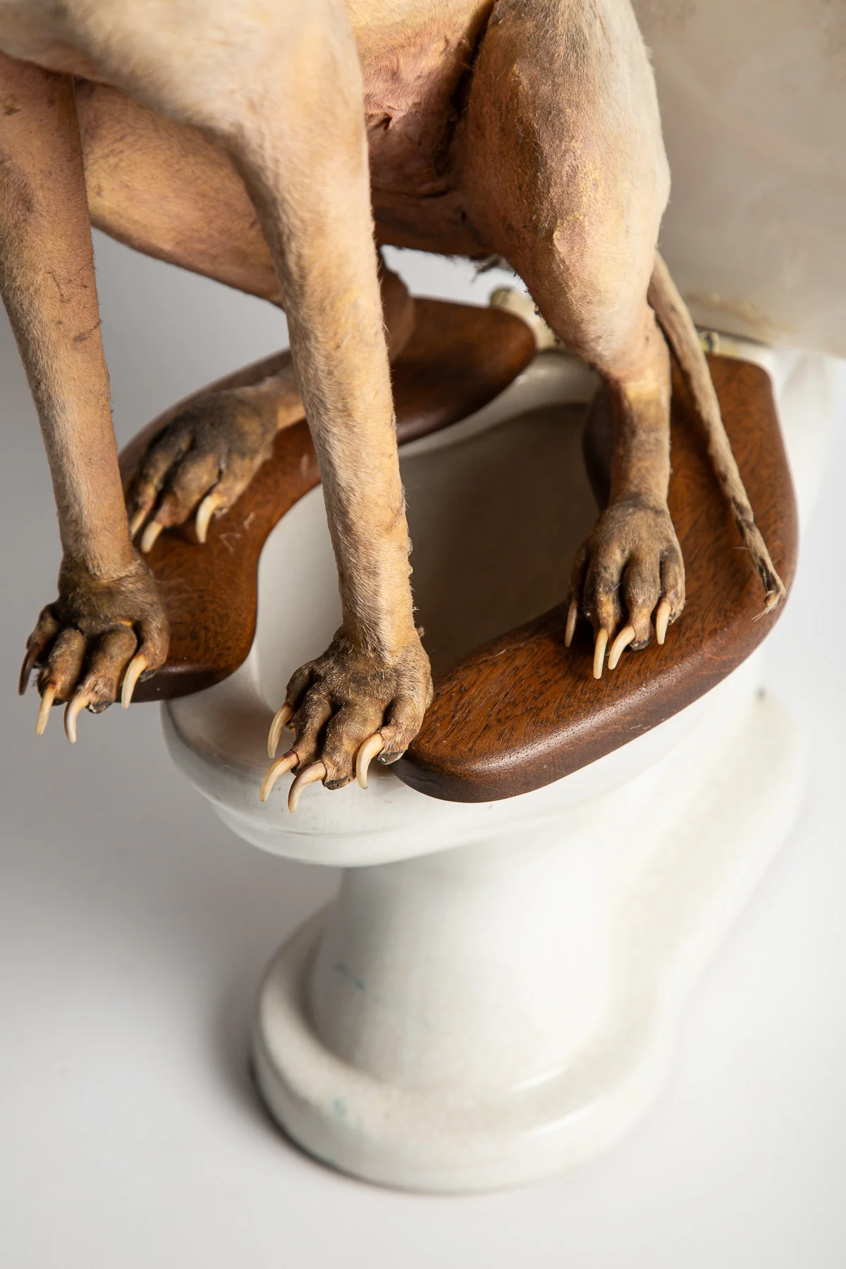 THOS MADDOCKS SONS CO | DOG ON SALESMAN SAMPLE TOILET - Image 7
